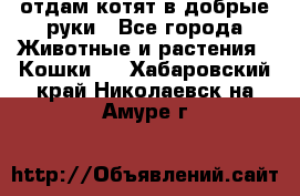 отдам котят в добрые руки - Все города Животные и растения » Кошки   . Хабаровский край,Николаевск-на-Амуре г.